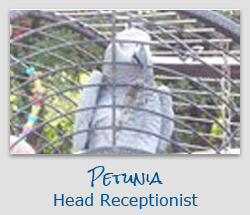 Petunia - Head Receptionist